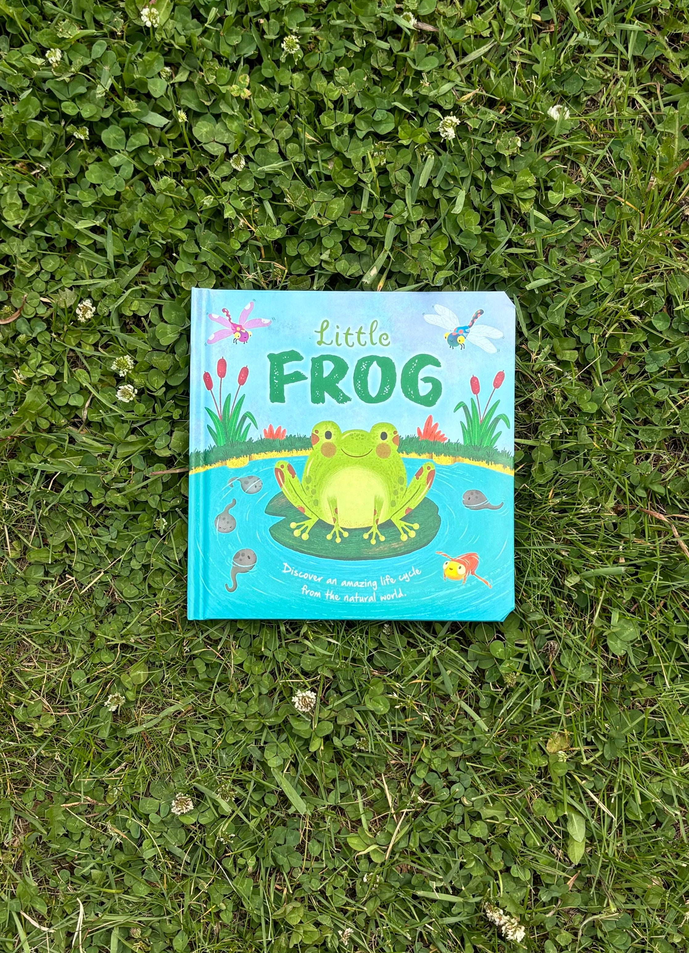Little Frog